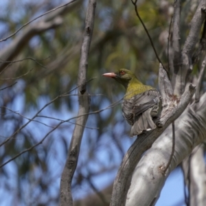 Oriolus sagittatus at Lower Boro, NSW - 4 Dec 2021