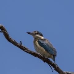 Todiramphus sanctus (Sacred Kingfisher) at Nadgigomar Nature Reserve - 4 Dec 2021 by trevsci