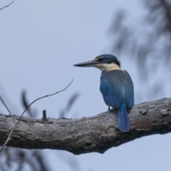 Todiramphus sanctus at Lower Boro, NSW - 4 Dec 2021