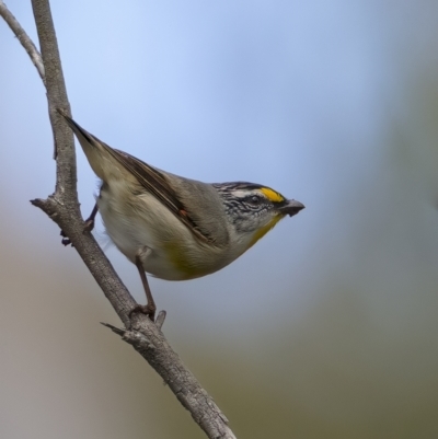 Pardalotus striatus (Striated Pardalote) at Lower Boro, NSW - 4 Dec 2021 by trevsci