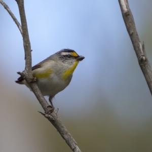 Pardalotus striatus at Lower Boro, NSW - 4 Dec 2021