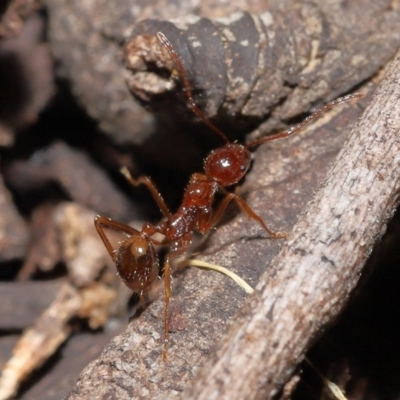 Aphaenogaster longiceps (Funnel ant) at ANBG - 5 Dec 2021 by TimL