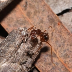 Aphaenogaster longiceps at Acton, ACT - 5 Dec 2021