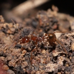 Aphaenogaster longiceps at Acton, ACT - 5 Dec 2021