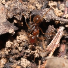 Aphaenogaster longiceps at Acton, ACT - 5 Dec 2021