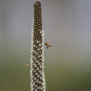 Xanthorrhoea concava at Lower Boro, NSW - suppressed