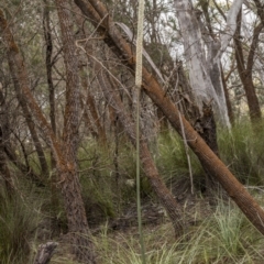 Xanthorrhoea concava at Lower Boro, NSW - suppressed