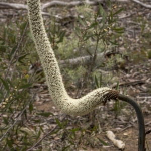 Xanthorrhoea concava at Lower Boro, NSW - suppressed