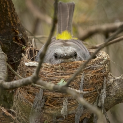 Eopsaltria australis (Eastern Yellow Robin) at Lower Boro, NSW - 4 Dec 2021 by trevsci