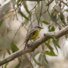 Eopsaltria australis at Lower Boro, NSW - 4 Dec 2021