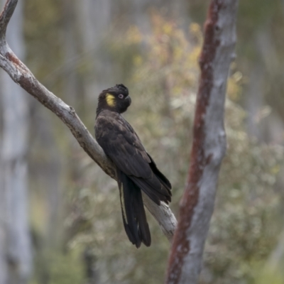 Zanda funerea (Yellow-tailed Black-Cockatoo) at Nadgigomar Nature Reserve - 4 Dec 2021 by trevsci
