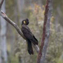 Calyptorhynchus funereus (Yellow-tailed Black-Cockatoo) at Lower Boro, NSW - 4 Dec 2021 by trevsci