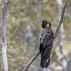 Zanda funerea at Lower Boro, NSW - 4 Dec 2021 11:42 AM