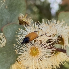 Phyllotocus rufipennis (Nectar scarab) at Holder Wetlands - 7 Dec 2021 by AJB