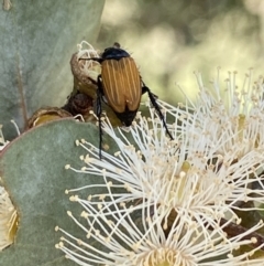 Phyllotocus rufipennis at Duffy, ACT - 7 Dec 2021