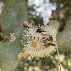 Phyllotocus rufipennis at Duffy, ACT - 7 Dec 2021