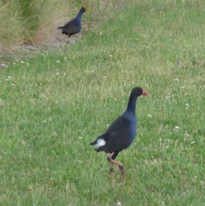 Porphyrio melanotus (Australasian Swamphen) at Holder Wetlands - 6 Dec 2021 by AJB