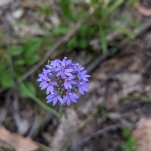 Brunonia australis at Carabost, NSW - 6 Dec 2021 10:20 AM