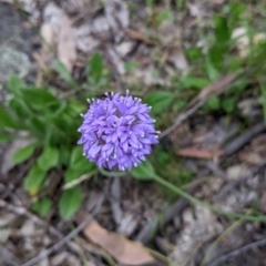 Brunonia australis at Carabost, NSW - 6 Dec 2021