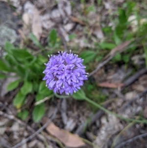 Brunonia australis at Carabost, NSW - 6 Dec 2021 10:20 AM