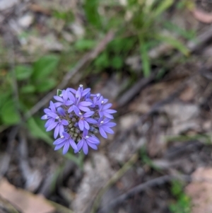 Brunonia australis at Carabost, NSW - 6 Dec 2021