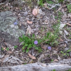 Brunonia australis at Carabost, NSW - 6 Dec 2021