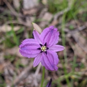 Arthropodium fimbriatum at Carabost, NSW - 6 Dec 2021 10:34 AM