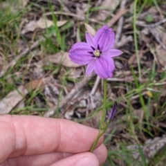 Arthropodium fimbriatum at Carabost, NSW - 6 Dec 2021 10:34 AM