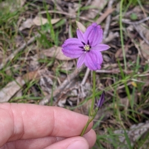 Arthropodium fimbriatum at Carabost, NSW - 6 Dec 2021 10:34 AM