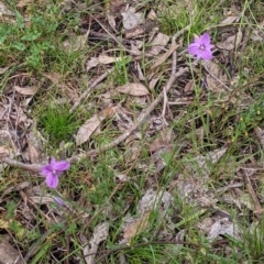 Arthropodium fimbriatum at Carabost, NSW - 6 Dec 2021 10:34 AM