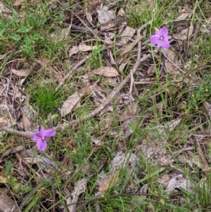 Arthropodium fimbriatum at Carabost, NSW - 6 Dec 2021 10:34 AM