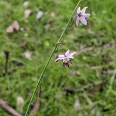 Arthropodium milleflorum (Vanilla Lily) at Carabost Flora Reserve - 5 Dec 2021 by Darcy