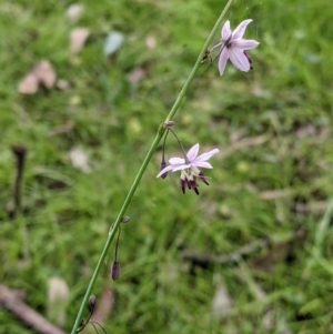 Arthropodium milleflorum at Carabost, NSW - 6 Dec 2021