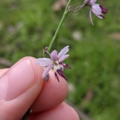 Arthropodium milleflorum at Carabost, NSW - 6 Dec 2021