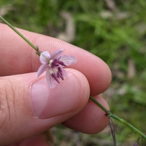 Arthropodium milleflorum at Carabost, NSW - 6 Dec 2021 10:35 AM