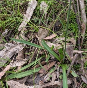 Arthropodium milleflorum at Carabost, NSW - 6 Dec 2021