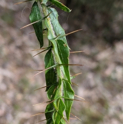 Acacia paradoxa (Kangaroo Thorn) at Carabost, NSW - 6 Dec 2021 by Darcy