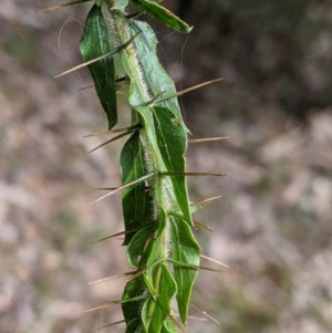 Acacia paradoxa (Kangaroo Thorn) at Carabost, NSW by Darcy