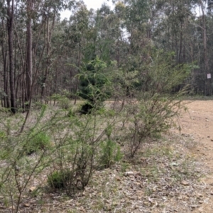 Acacia paradoxa at Carabost, NSW - 6 Dec 2021