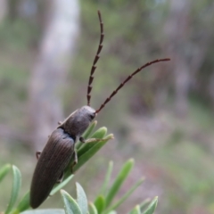 Elateridae sp. (family) (Unidentified click beetle) at Cotter River, ACT - 29 Nov 2021 by Christine