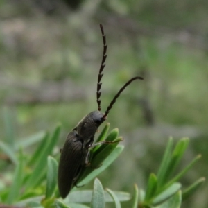 Elateridae sp. (family) at Cotter River, ACT - 29 Nov 2021