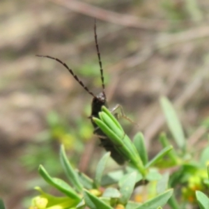 Elateridae sp. (family) at Cotter River, ACT - 29 Nov 2021