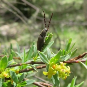 Elateridae sp. (family) at Cotter River, ACT - 29 Nov 2021