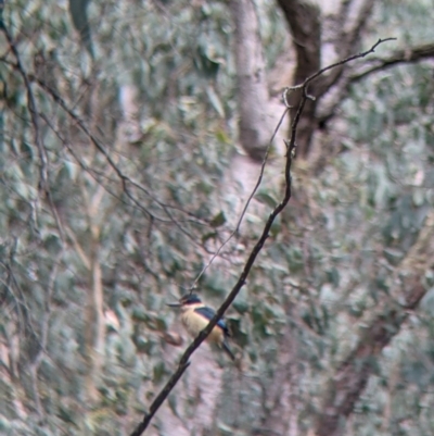 Todiramphus sanctus (Sacred Kingfisher) at Carabost, NSW - 6 Dec 2021 by Darcy