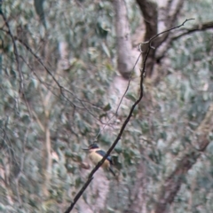 Todiramphus sanctus (Sacred Kingfisher) at Carabost, NSW - 5 Dec 2021 by Darcy