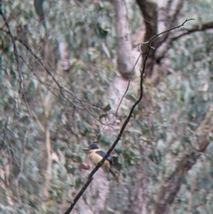 Todiramphus sanctus at Carabost, NSW - 6 Dec 2021