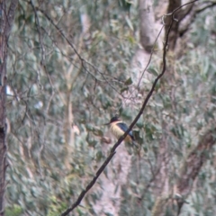 Todiramphus sanctus at Carabost, NSW - 6 Dec 2021 10:50 AM