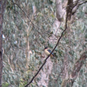 Todiramphus sanctus at Carabost, NSW - 6 Dec 2021