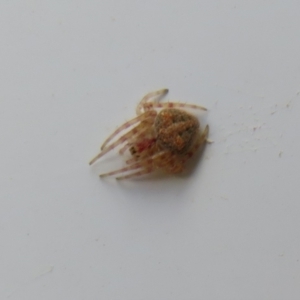 Araneinae (subfamily) at Cotter River, ACT - 29 Nov 2021 03:38 PM