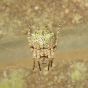 Araneinae (subfamily) at Cotter River, ACT - 29 Nov 2021 05:21 PM